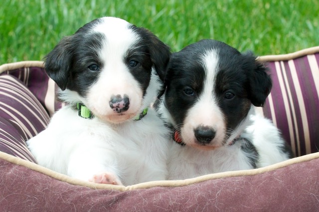 RinjinandfalkorWeek4-1