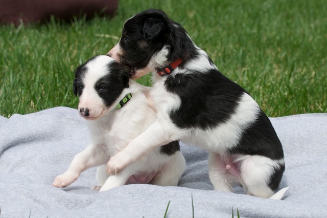 RinjinandFalkorWeek4