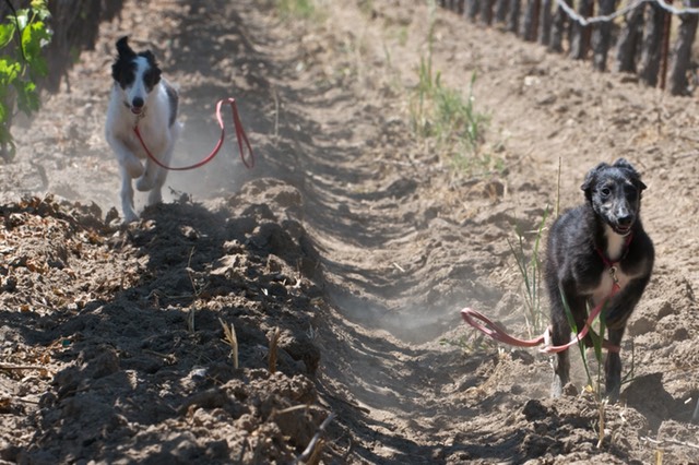 Saphira and Falkor - Week 13