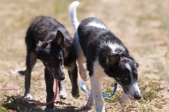 Saphira and Rinjin2 - Week 13